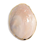 Gold-Trimmed Oyster Shell Ritual Dish